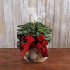 A beautiful cyclamen plant arrives in a woodsy birch container decorated with