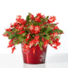 This Christmas Cactus is a bright and delightful addition to any modern