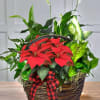Holiday Wishes Dish Garden Style. A dish garden filled with the green