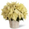 Our White Poinsettia is ready to make dreams of winter white holidays