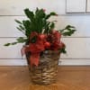 Christmas cactus planted in a basket with bow ornament balls and pinecones.