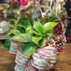 A Garden basket filled with easy care indoor house plants and decorated