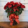This large poinsettia is planted in an 8in pot with a large