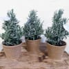 Three beautifully manicured lavender plants in burlap containers. Send seasons greetings that