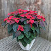 Beautiful large red poinsettia plant in a decorative cement pot.
Approximately 30&quot;h x