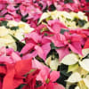 A live poinsettia plant, perfect for the holiday season! Wrapped in decorative