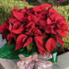 This beautiful extra large poinsettia will fill anyone&#039;s heart with Christmas cheer