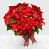 Poinsettias make any home feel ready for the holidays with their classic