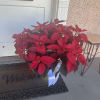 8&#039;&#039; INCH RED POINSETTA PLANT