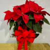 A red poinsettia is delivered in a natural basket that is wrapped