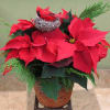 Poinsettia Plant with cedar branches and ornaments in a basket.