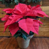 Poinsettia Plants


6&quot; Poinsettia in Wicker Plant Cover Standard $55.00  Dressed Up