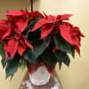 Large blooming poinsettia, in wicker basket with holiday evergreens and bow 