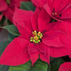 A Beautiful Red Poinsettia nicely foiled by hand topped with a bow