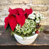 White Ceramic Container With an Assortment 
of Holiday Plants Set Into It.