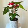 One of the cornerstones of indoor blooming plants, the Anthurium is a