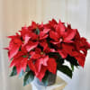 This beautiful Red Poinsettia is the perfect indoor plant to send to