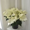 This Wintery White Poinsettia is the perfect indoor plant to send to