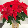 Red poinsettia standard, deluxe and premium same price the only thing that