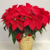 Poinsettia plant
