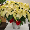 White poinsettia plant the basket may change.