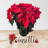 6&quot; Poinsettia in a sleeve. Color vary