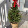 Standing approximately 3&rsquo; tall, this mini tree is perfect for your front