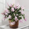 Tired of pine and poinsettias? Try a blooming Christmas cactus! Don&#039;t be