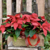 Traditional  Red Poinsettia Basket