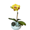 Single yellow orchid with succulents designed in a round white pot as