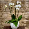 Two Beautiful Double White Orchid Plants Set Up Into Bulb Style Ceramic