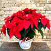Lovely Red Poinsettia Decorated For The Holiday
Displayed In a Decorative White Ceramic