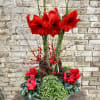An Incredible Display of Amaryllis, Cyclamen, Frosty Fern
and Holiday Decorations Make This