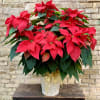 A Beautiful Large Red Poinsettia Plant set into a Basket and
Decorated With