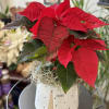 Lovely 4.5" poinsettia plant paired with festively modern ceramic hope pot. 

*Poinsettia