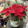 Lovely holiday 4.5" poinsettia plant paired with a festive, and season-long green