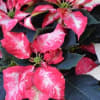 Beautiful Holiday Color! We have red and white poinsettias, beautiful for the