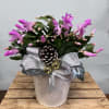 Festive Christmas cactus in  rated decorated tin 