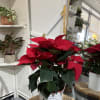 A holiday classic with a charming twist&mdash;our 6&quot; Festive Tin Poinsettia comes