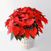 A lovely red holiday poinsettia is a very thoughtful gift to cheer