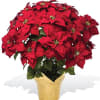 Make a statement with this extra large red poinsettia plant. It is
