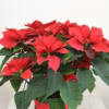 Poinsettia Plant
