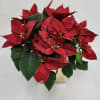 Beautiful poinsettia in an elegant gold vase.