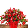 Send a cheerful Christmas cactus! This easy-care plant with vibrant, long-lasting blooms