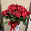 Fancy Poinsetta in a square wooden planter with ornaments and a bow.