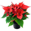 Enjoy the season with a classic choice: a red poinsettia plant. 