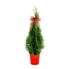 Celebrate the holidays with a charming Miniature Thuja Tree in a festive
