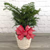 A 6&rdquo; Norfolk Island Pine in a basket or pot with ribbon.