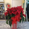 Deluxe (8&quot; pot) premium red poinsettia plant in festive holiday basket with