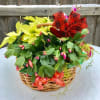 Send lasting love with our festive blooming basket!  Christmas Cactus, Orchids